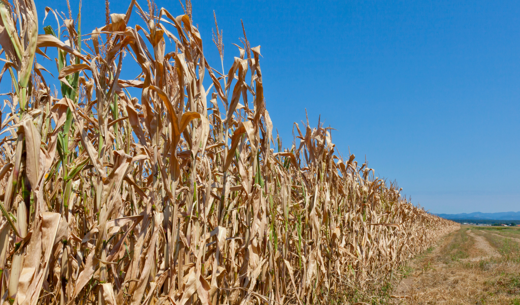 The importance of resilience in UK soils