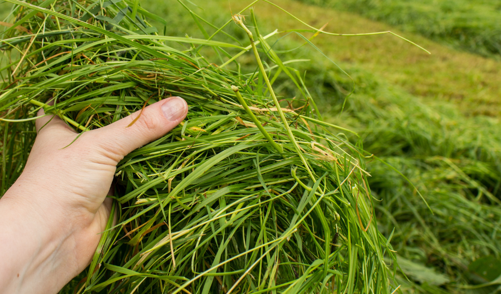 Making the most of silage this year