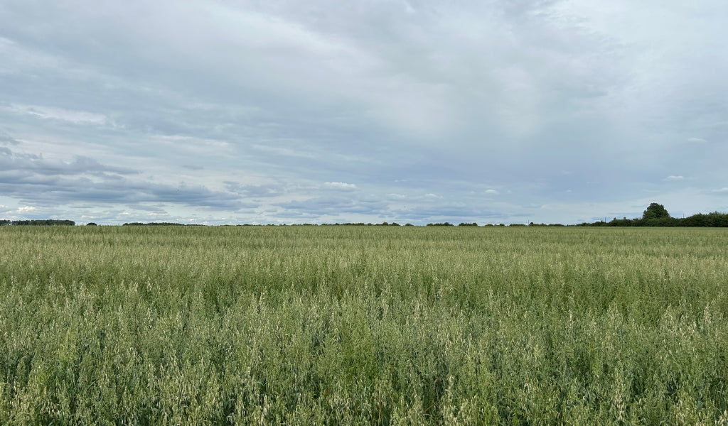 How microbes helped spring oats thrive in a tough year