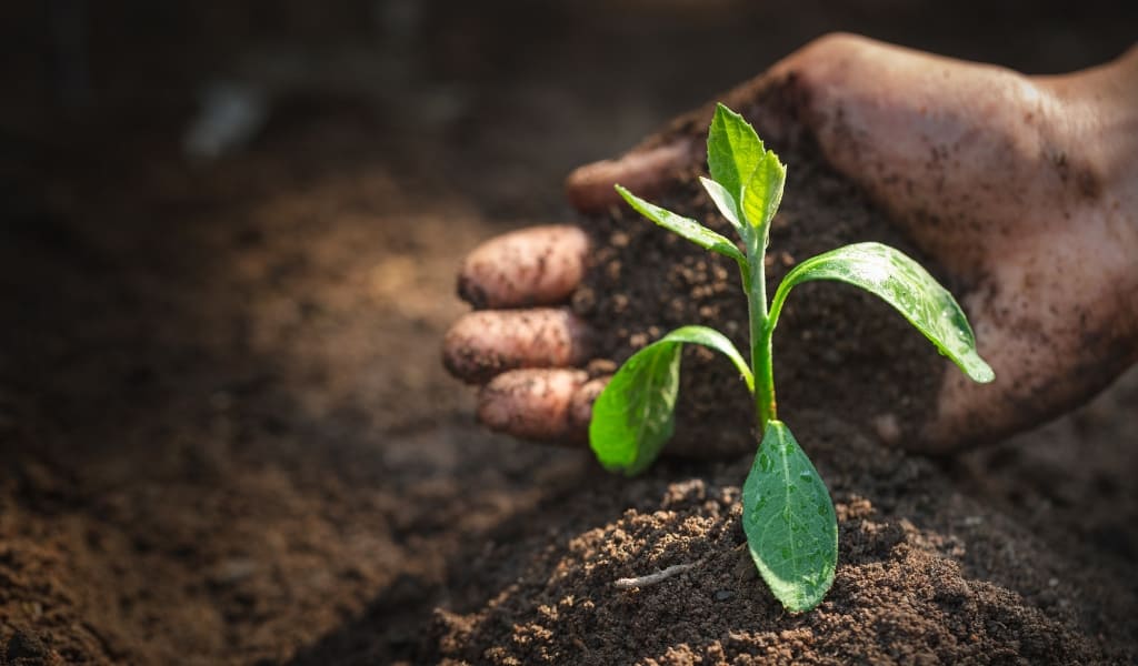 A plant growing from soil in nature
