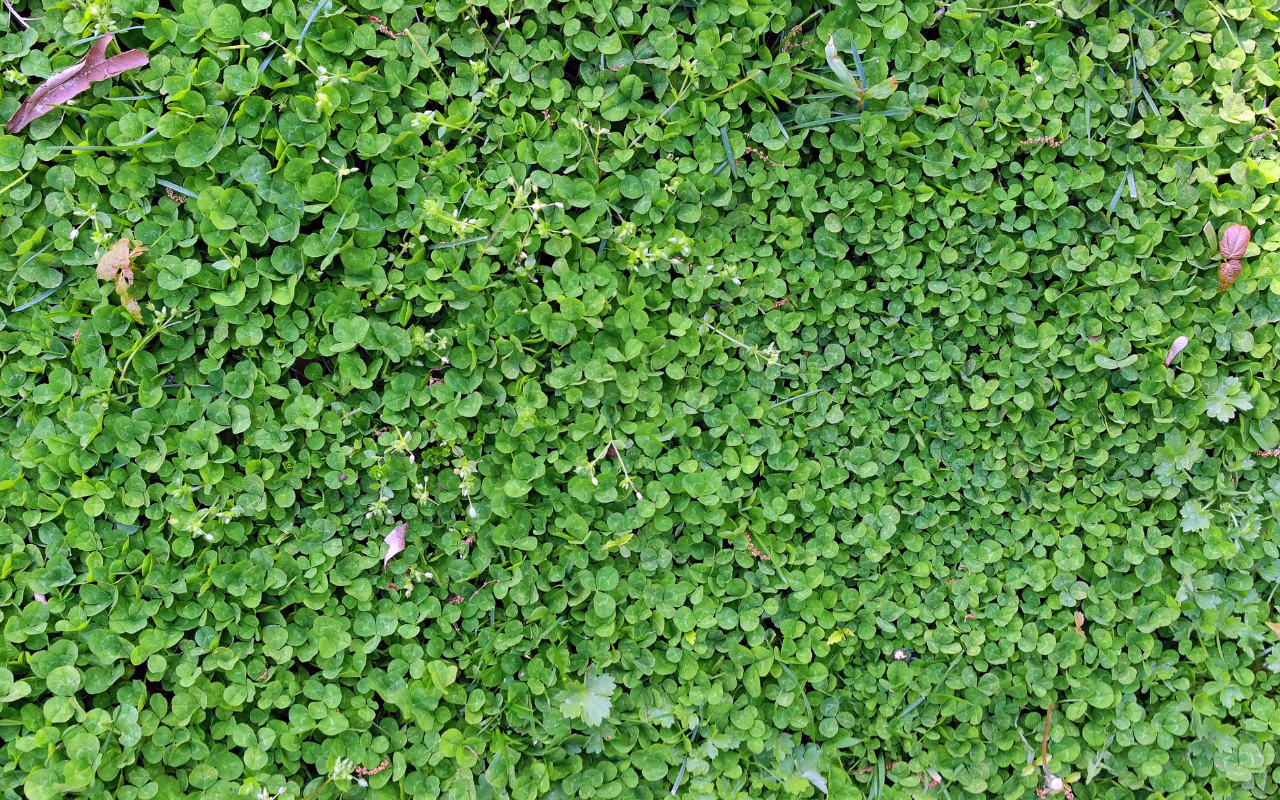 an image of a clover lawn