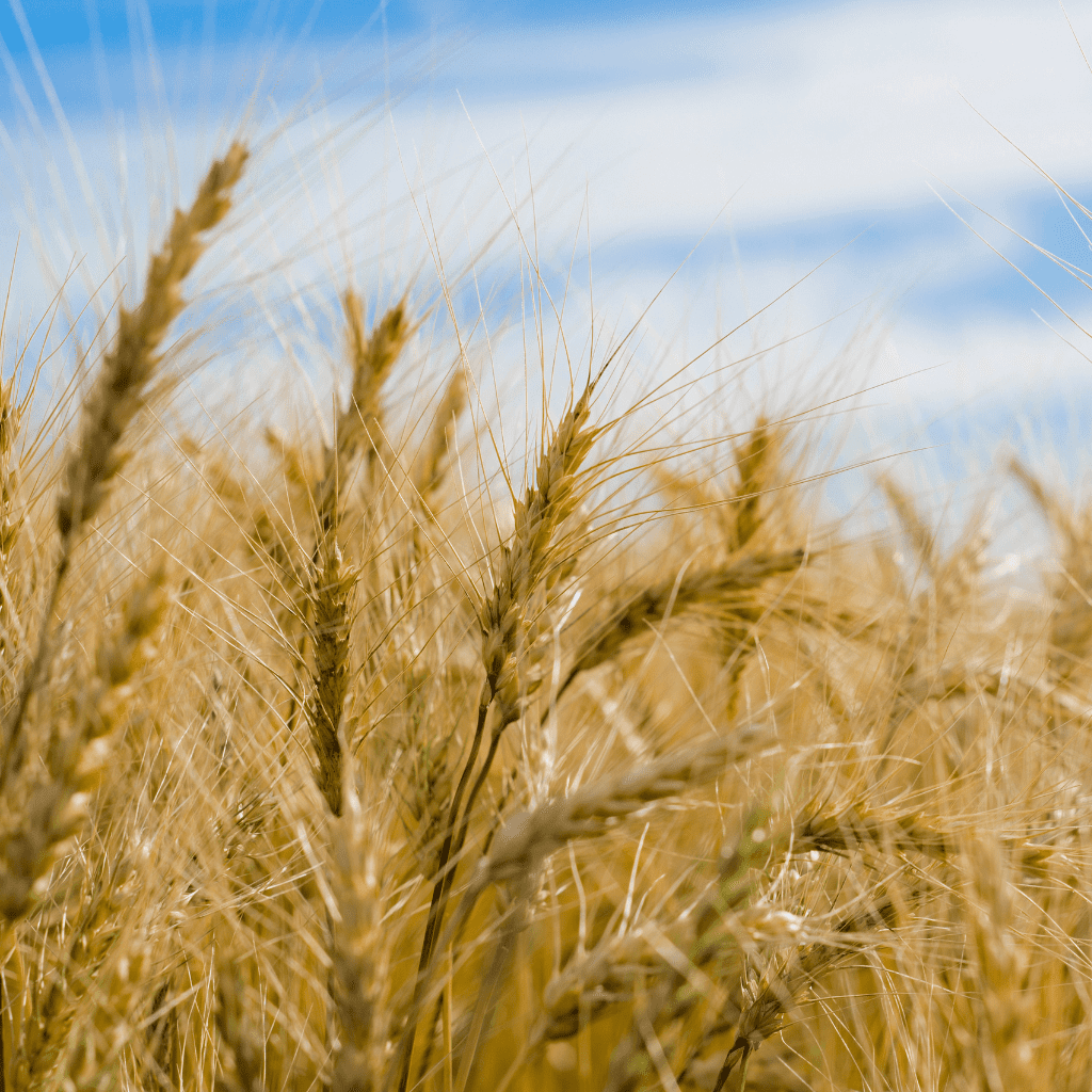 wheat growing