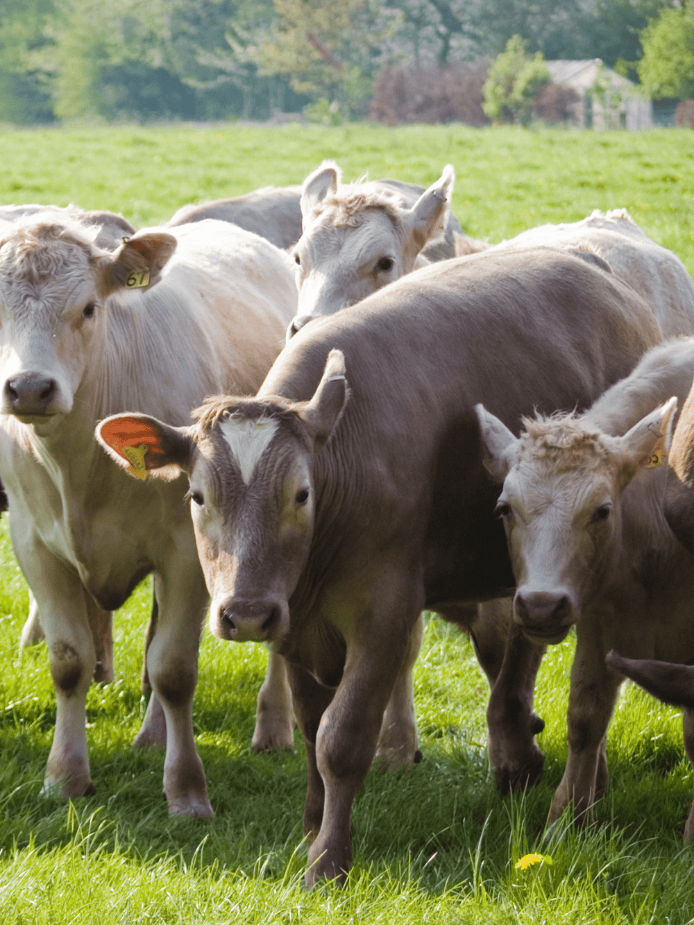 microbz agricultural for sustainable farming