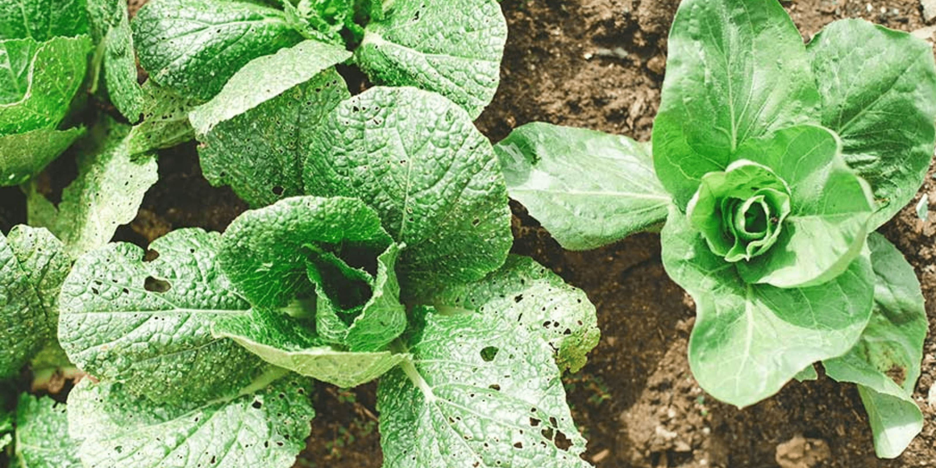 cabbage growing