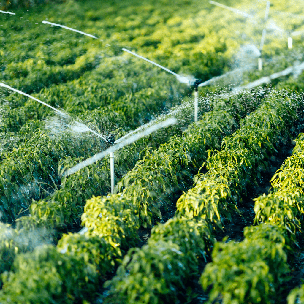 sprinklers watering agriculture crops