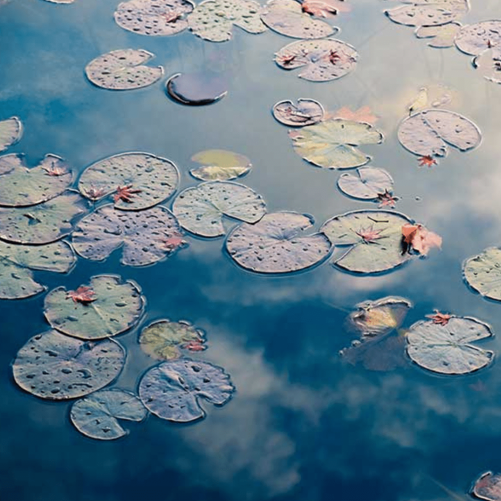 lilypads on water