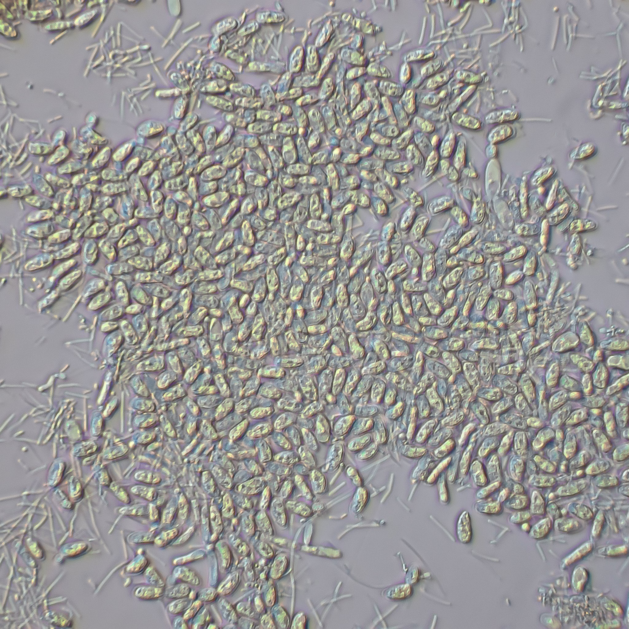magnification of microbz sustain showing the living microbes 