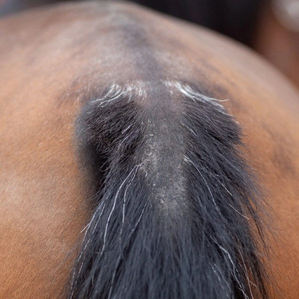 Horses tail with bald patches as it is suffering with sweet itch