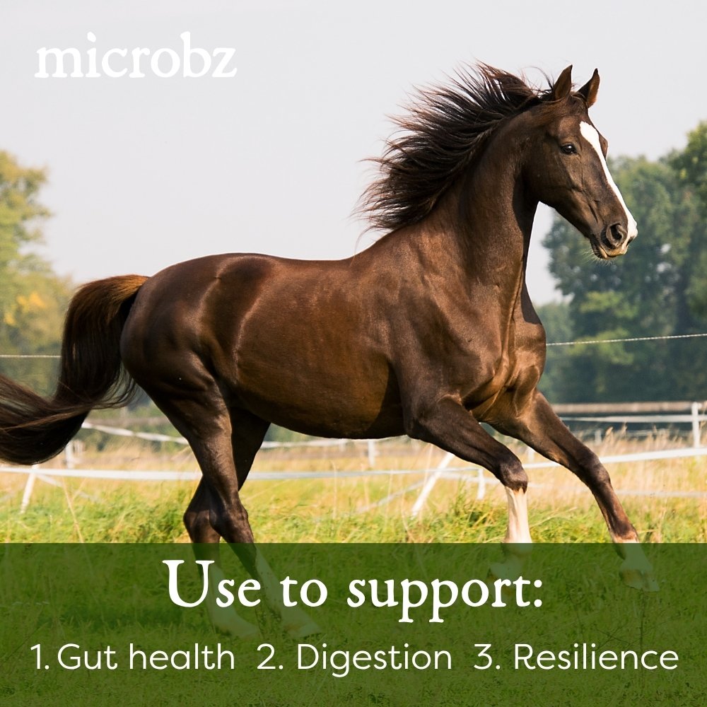Horse nutrition