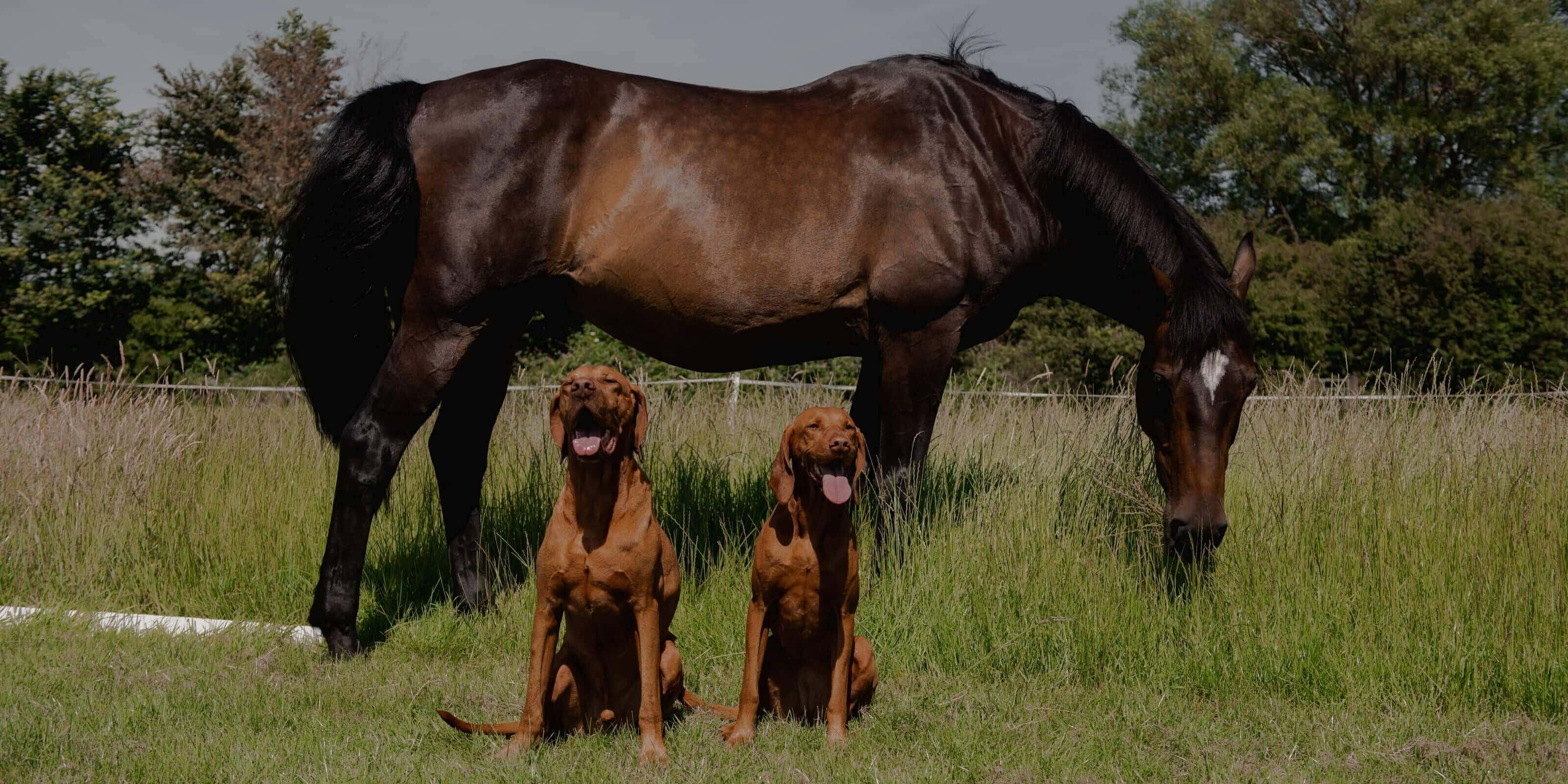 two brown dogs in front of a horse