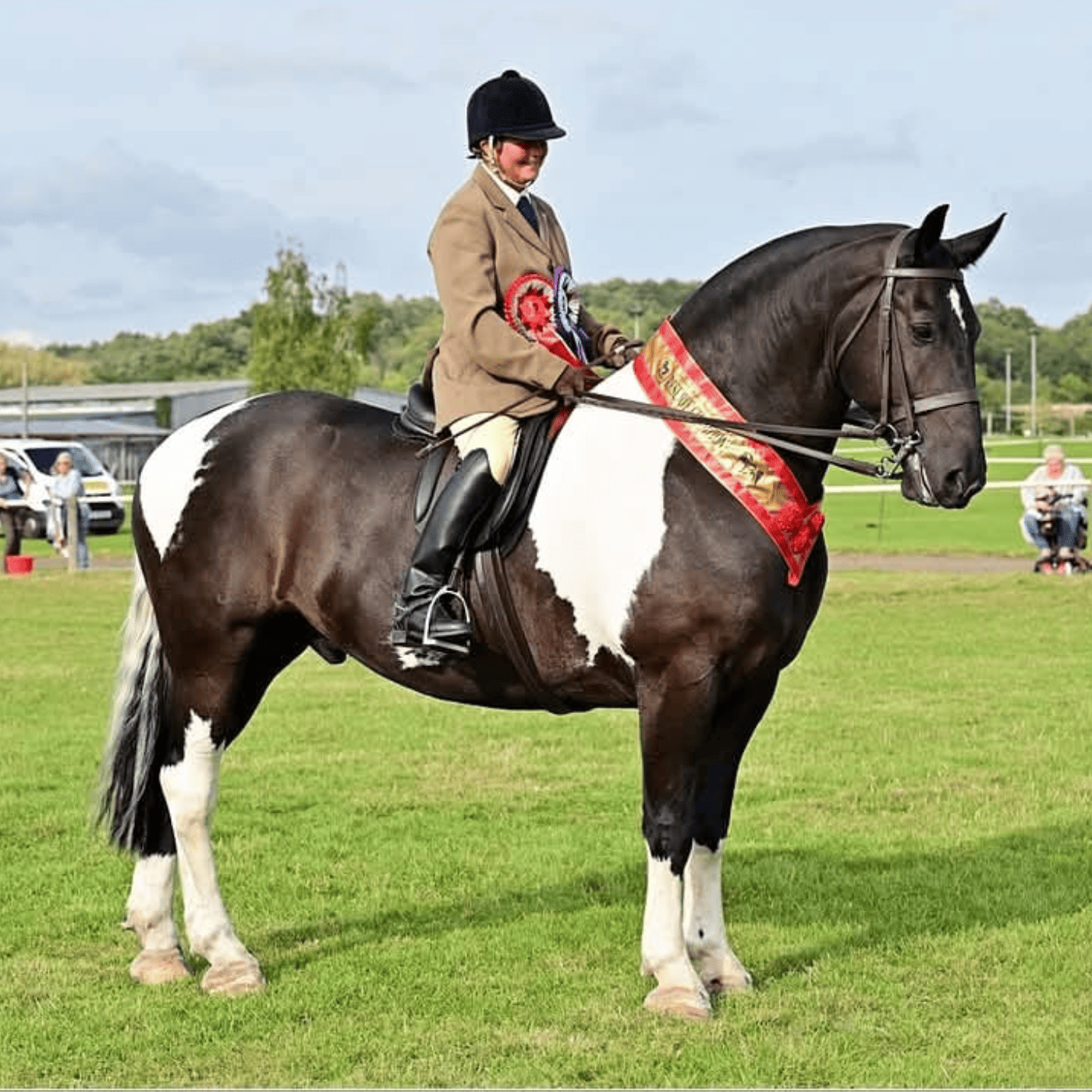 a prize winning horse with a shiny coat that takes microbz nutrition a gut supplement for horses