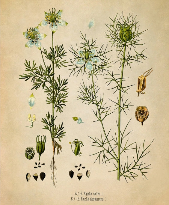 Botanical illustration of nigella plant on a beige background