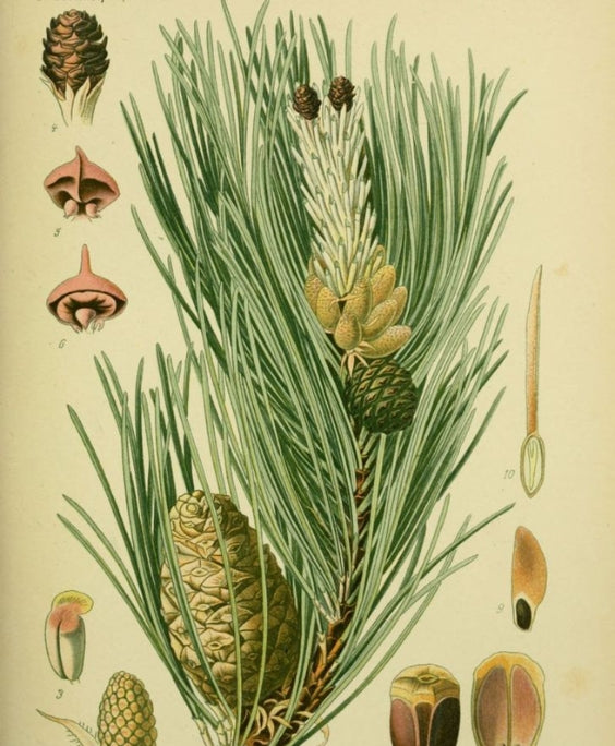 Illustration of a pine branch with cones and leaves on a beige background