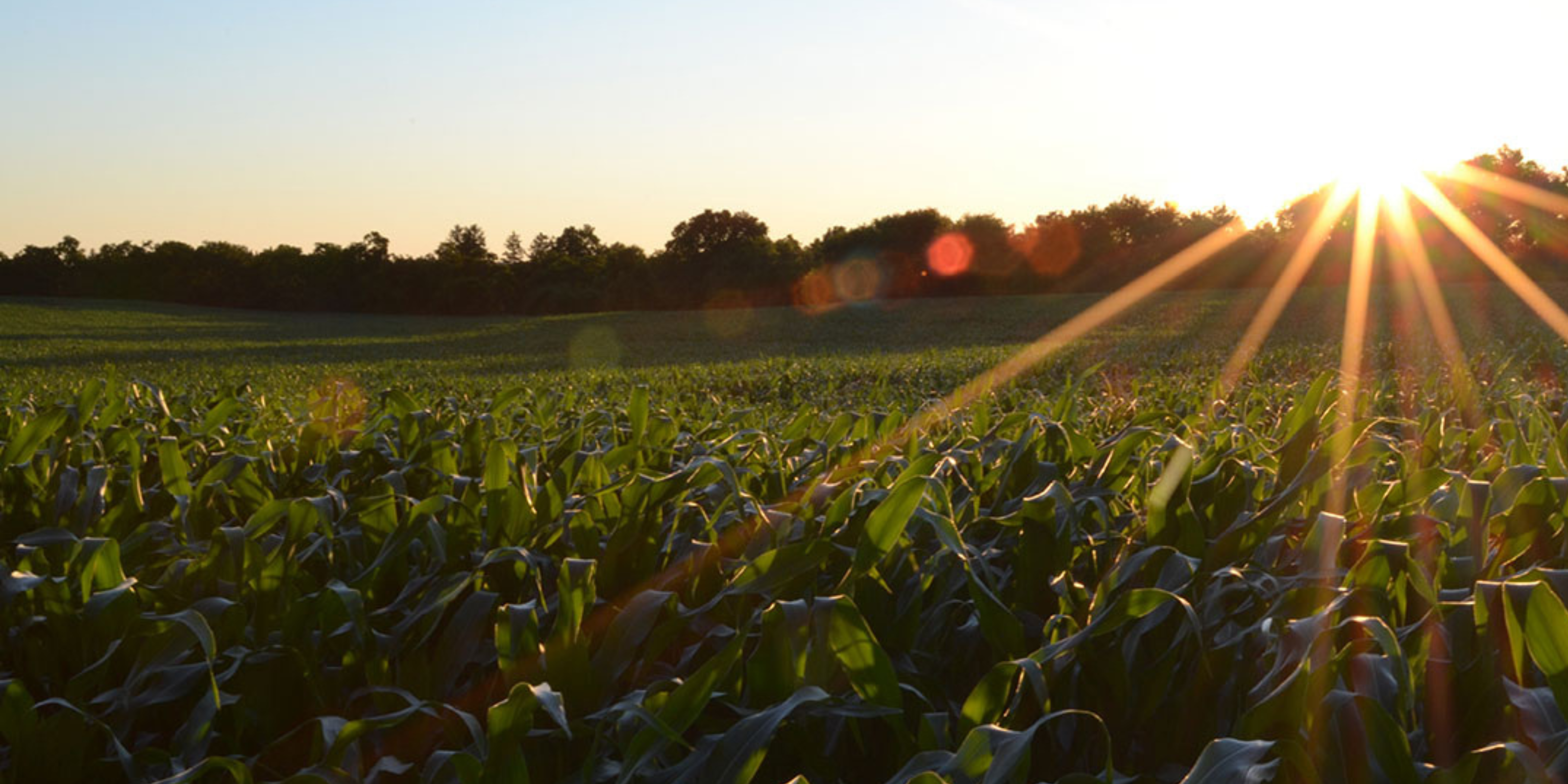 agriculture field at sunset
