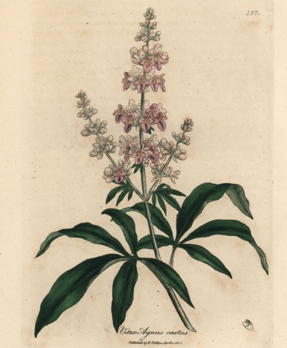 Botanical illustration of a flowering vitex agnus castus plant with green leaves on a beige background