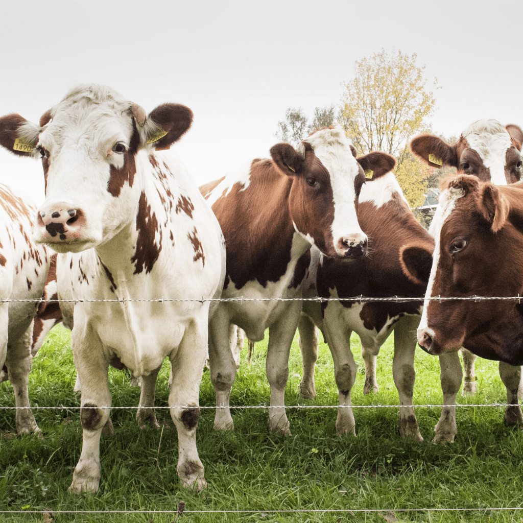 group of cows