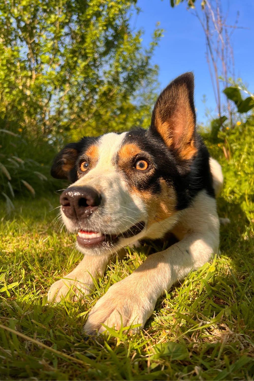 Happy dog in a field lying down on the grass with blue skys.