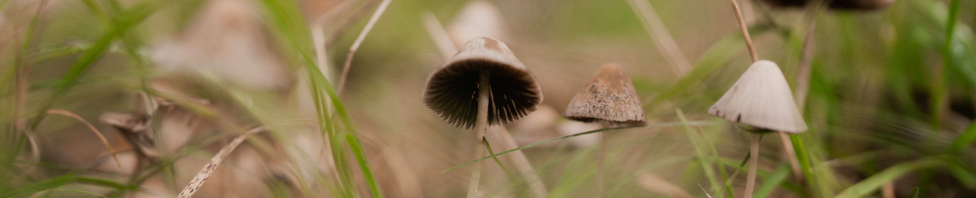 close up of small mushrooms in grass