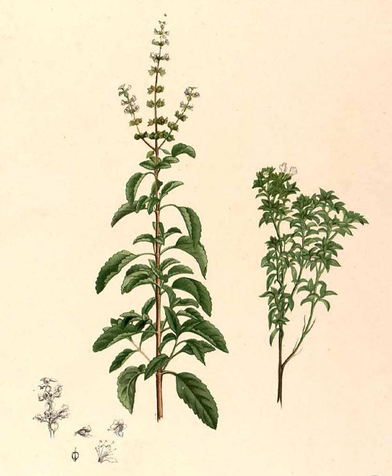 Microbzpedia Holy basil Ocimum sanctum Microbz