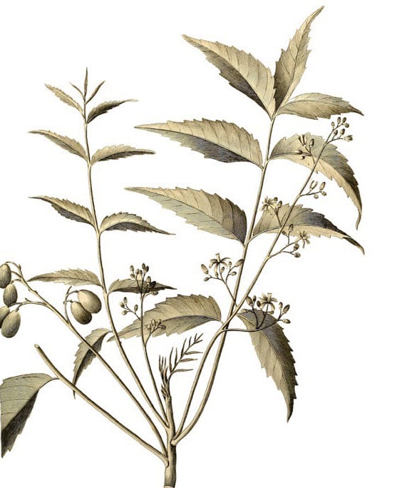 illustration of the neem plant