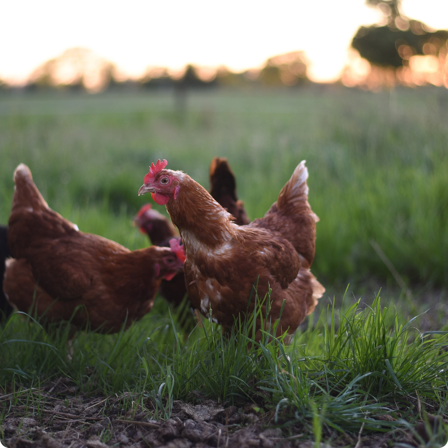 Poultry fermentation broth