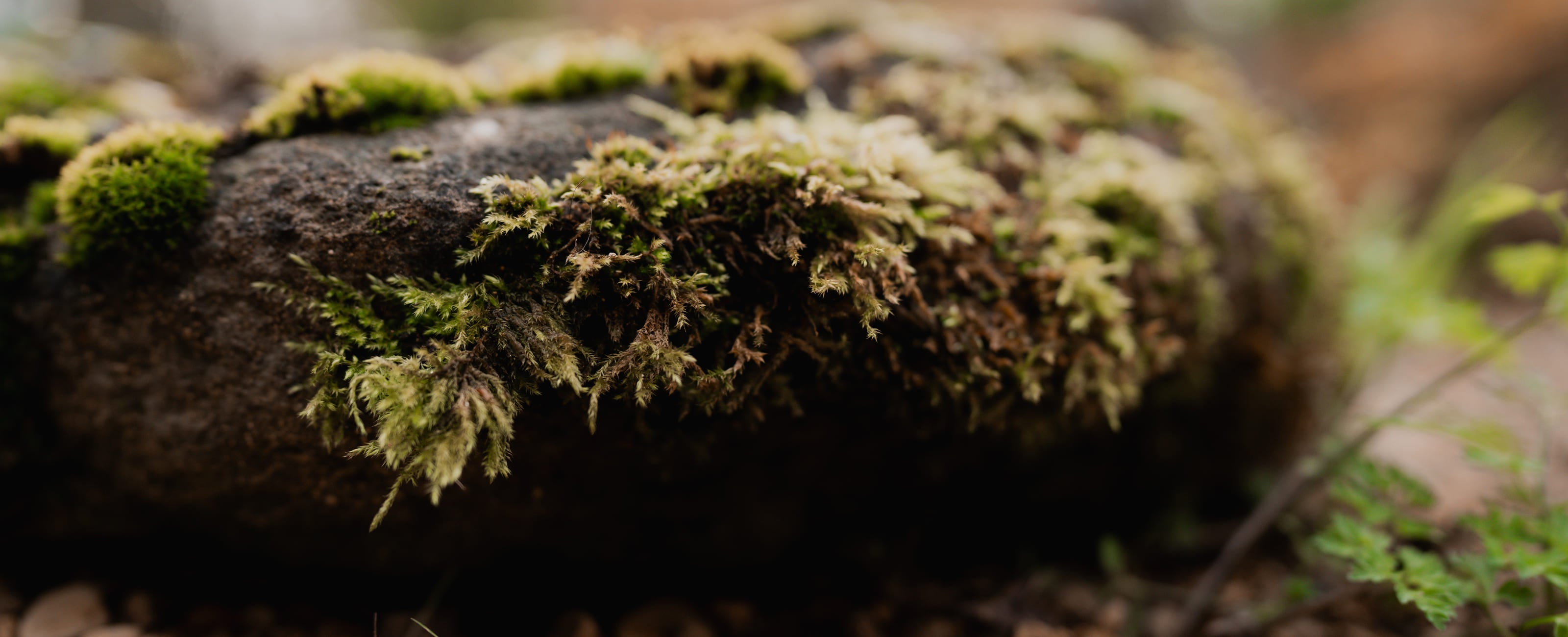 close up of a mossy rock